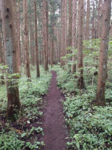 A lovely wooded section of the path in the Usui Pass.